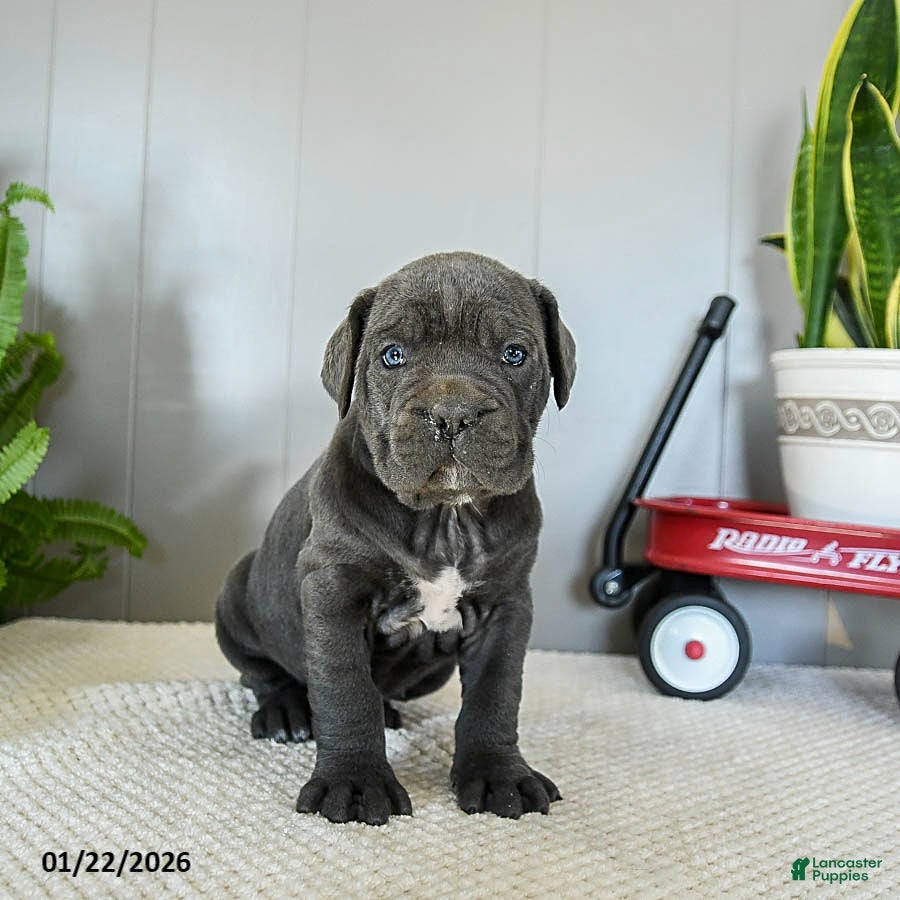 Cane Corso dogs Hazel - Ad 2