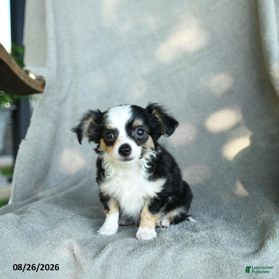 Chihuahua dogs Jimbo - Ad 1