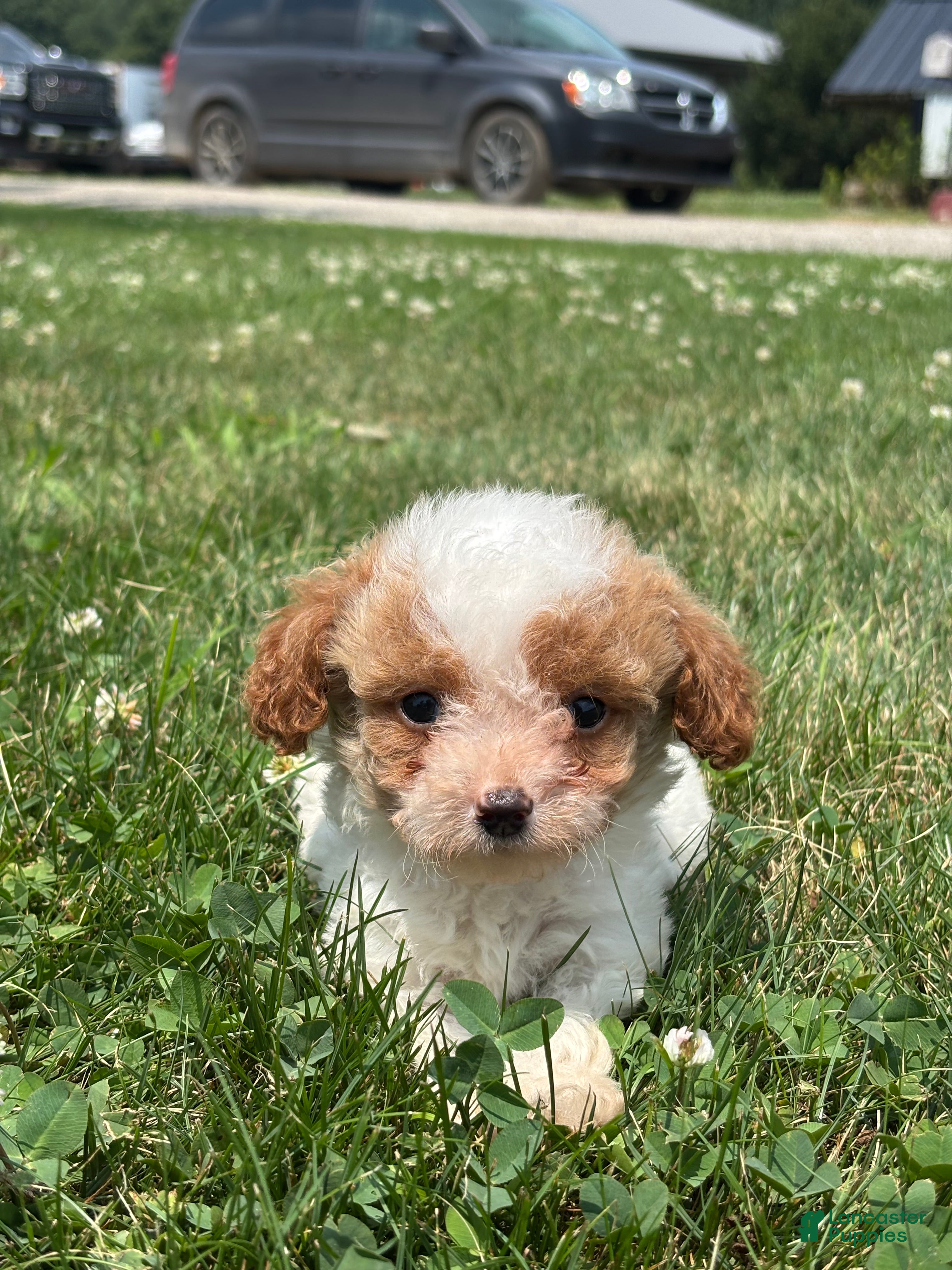 Mini Goldendoodle dogs Ryan - Ad 1