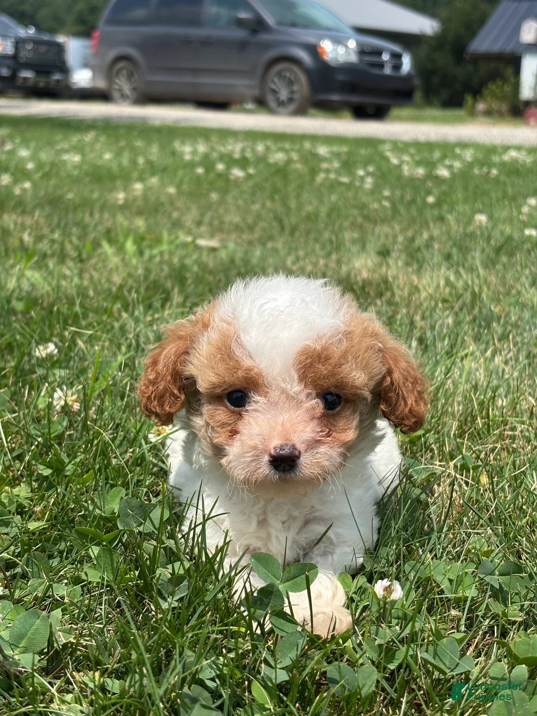 Mini Goldendoodle dogs for sale: Ryan - Ad 1