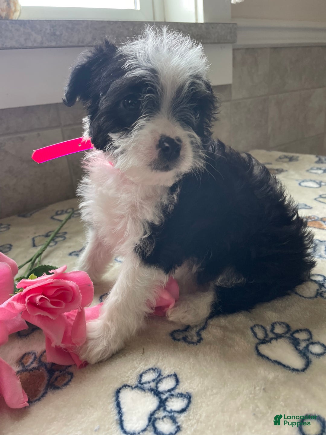 Mixed Breed dogs for sale: Waffles - Ad 3