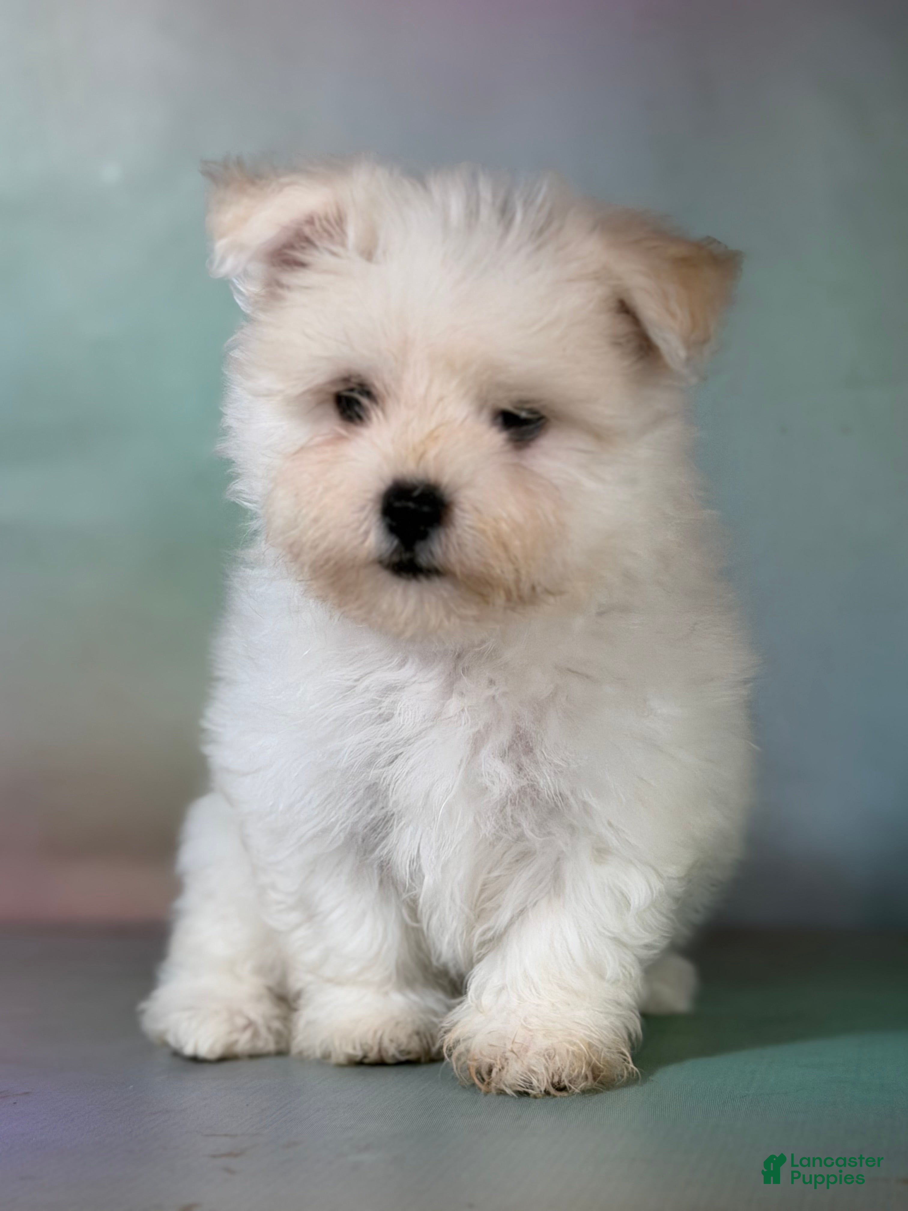 Maltipom dogs Donut  - Ad 1