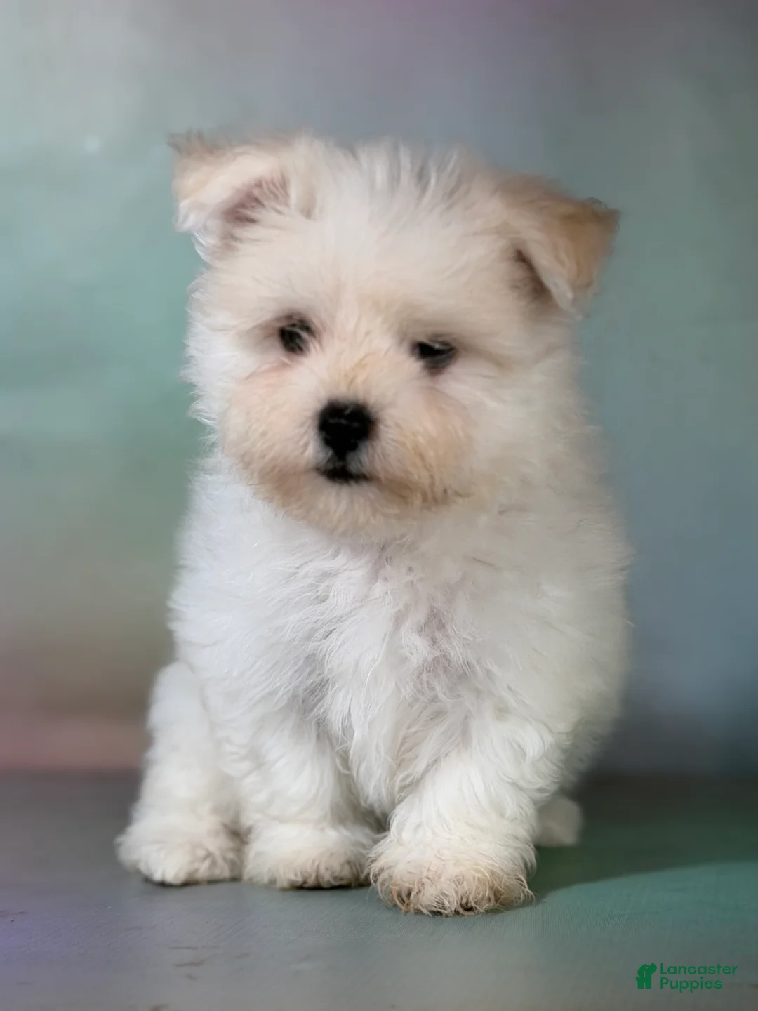 Maltipom dogs for sale: Donut  - Ad 1
