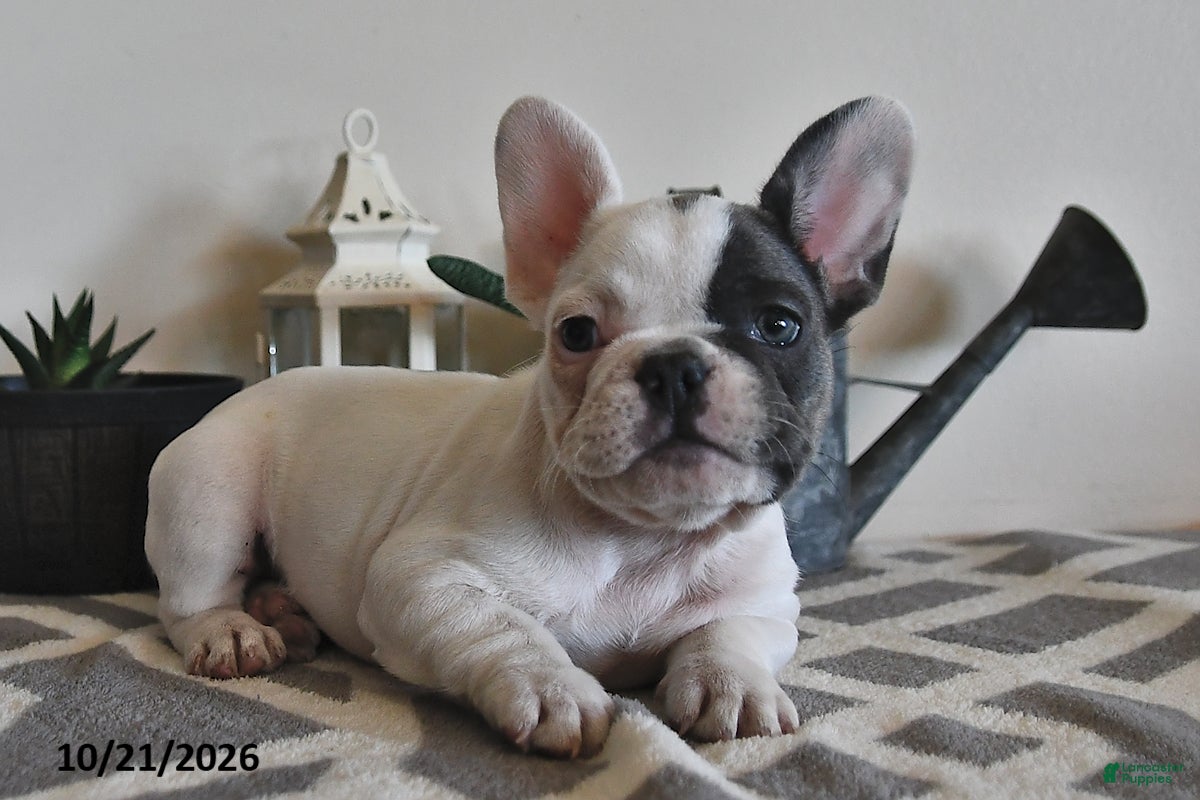 French Bulldog dogs Grace - Ad 2