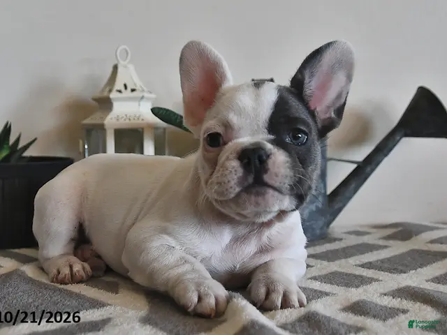 French Bulldog dogs for sale: Grace - Ad 2
