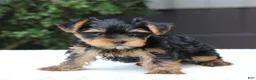 Yorkshire Terrier dogs for sale: Riley - Ad 5