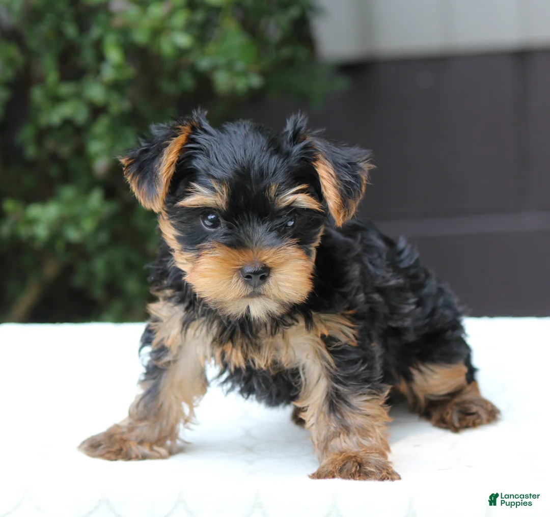 Yorkshire Terrier dogs for sale: Riley - Ad 2
