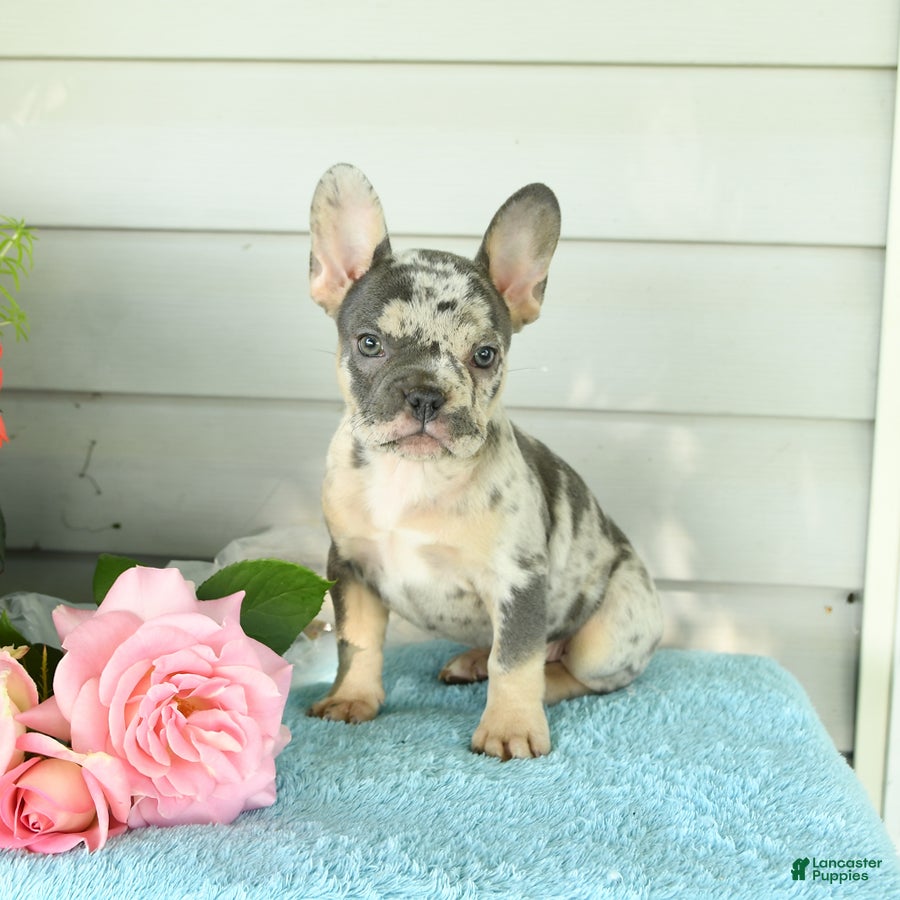 French Bulldog dogs Pearl - Ad 1