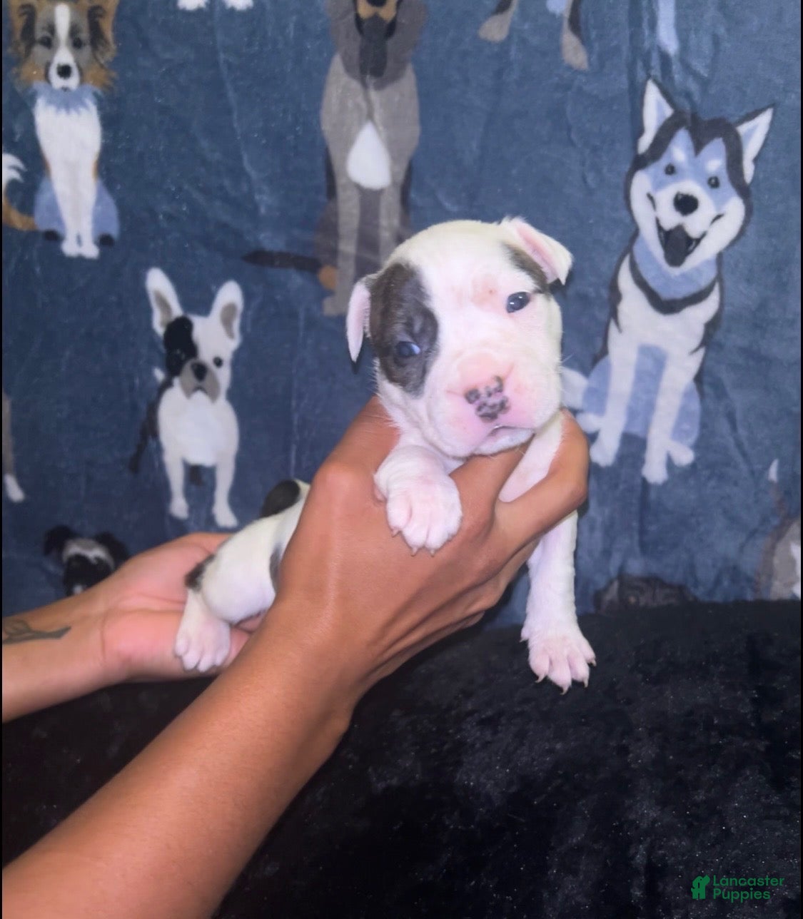 American Bully dogs Girl 🩷 •Pocket Bully• - Ad 1