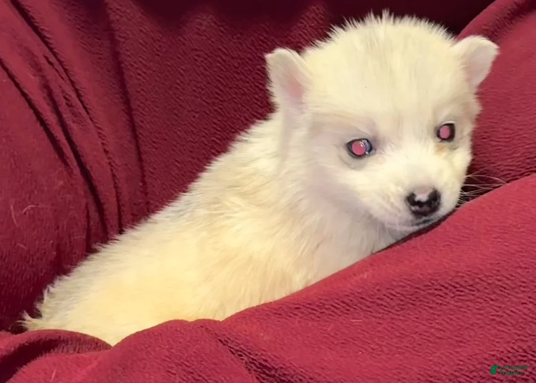 Siberian Husky dogs for sale: Lila - Ad 2