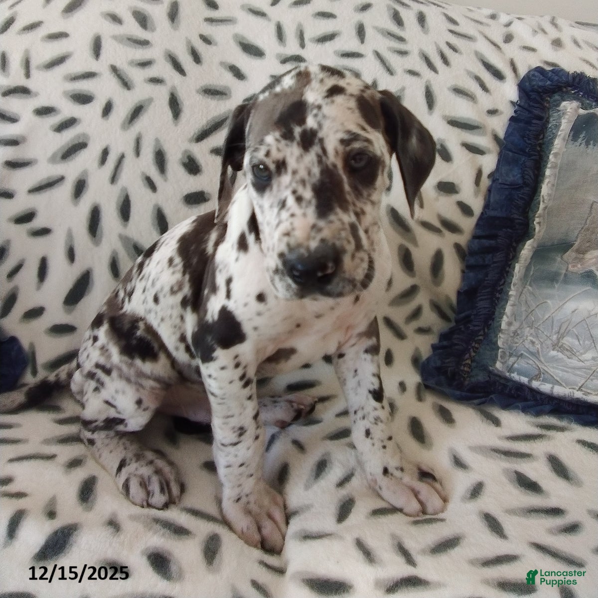 Great Dane dogs Kane - Ad 1