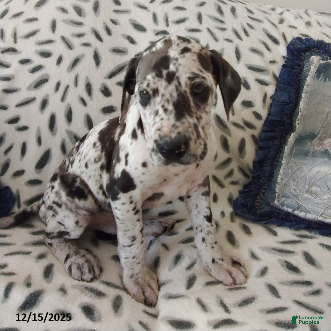 Great Dane dogs for sale: Kane - Ad 1