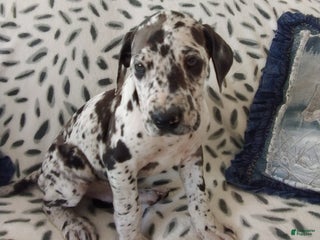 Great Dane dogs Kane - Ad 28