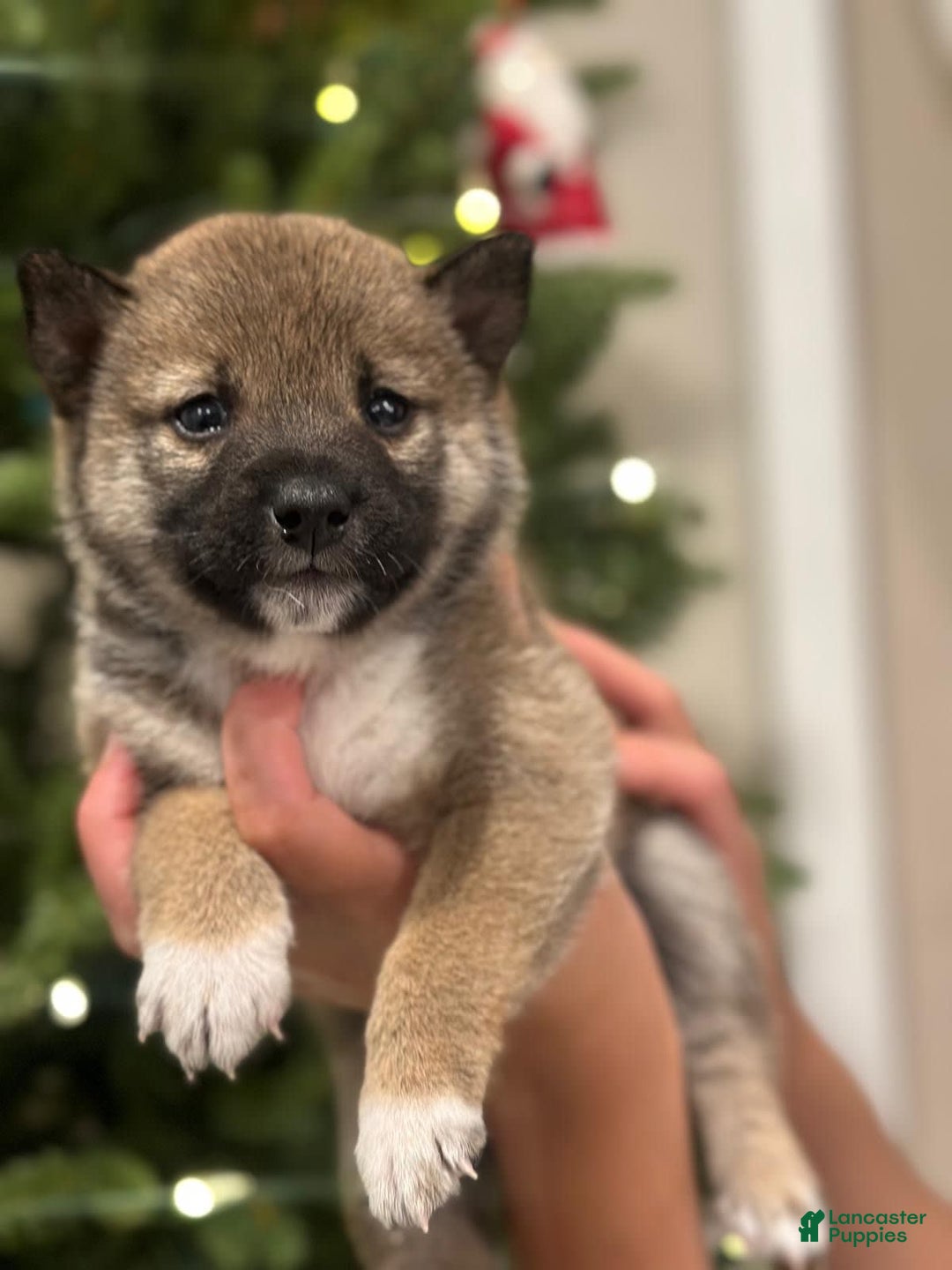 Gallery Image {{count}}