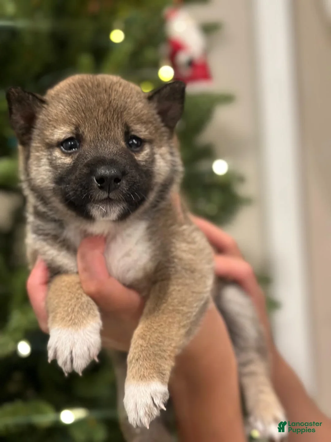 Gallery Image {{count}}