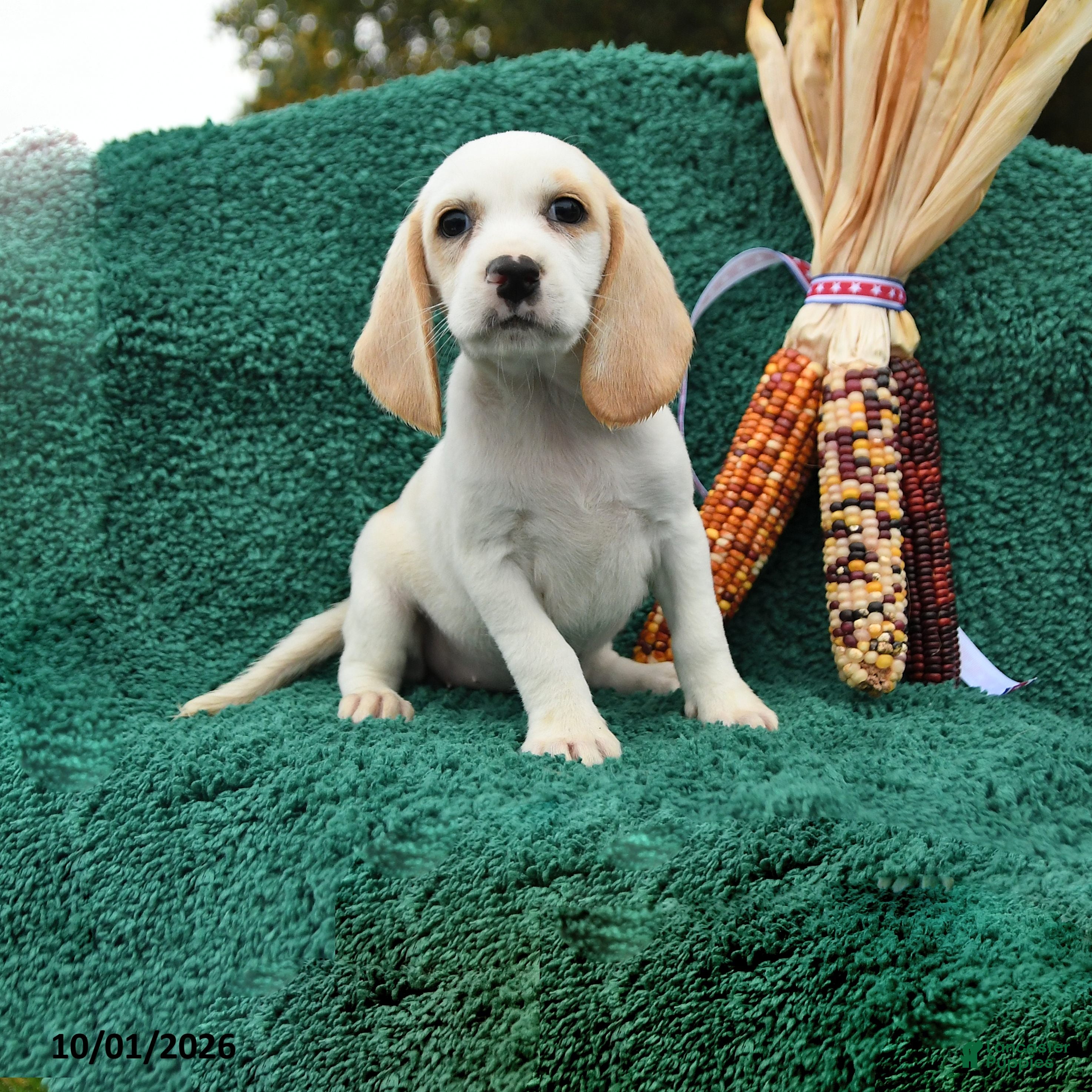 Beagle dogs Meg - Ad 1