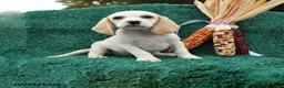 Beagle dogs for sale: Meg - Ad 1