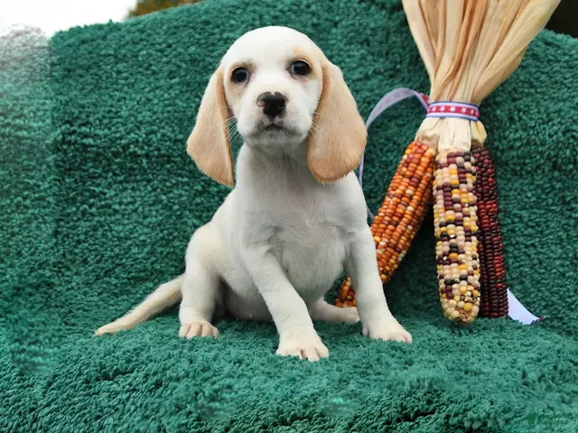 Beagle dogs Meg - Ad 1