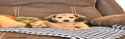 Miniature Dachshund dogs for sale: Mike - Ad 4