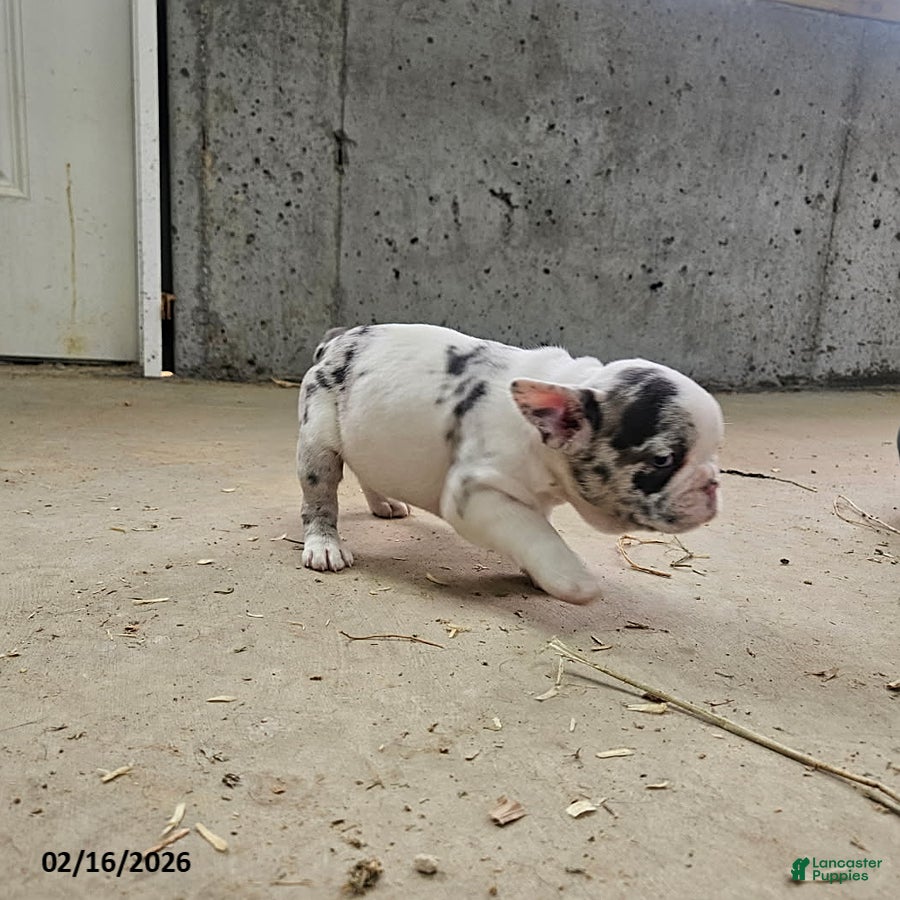 Frenchton dogs Bambi - Ad 1