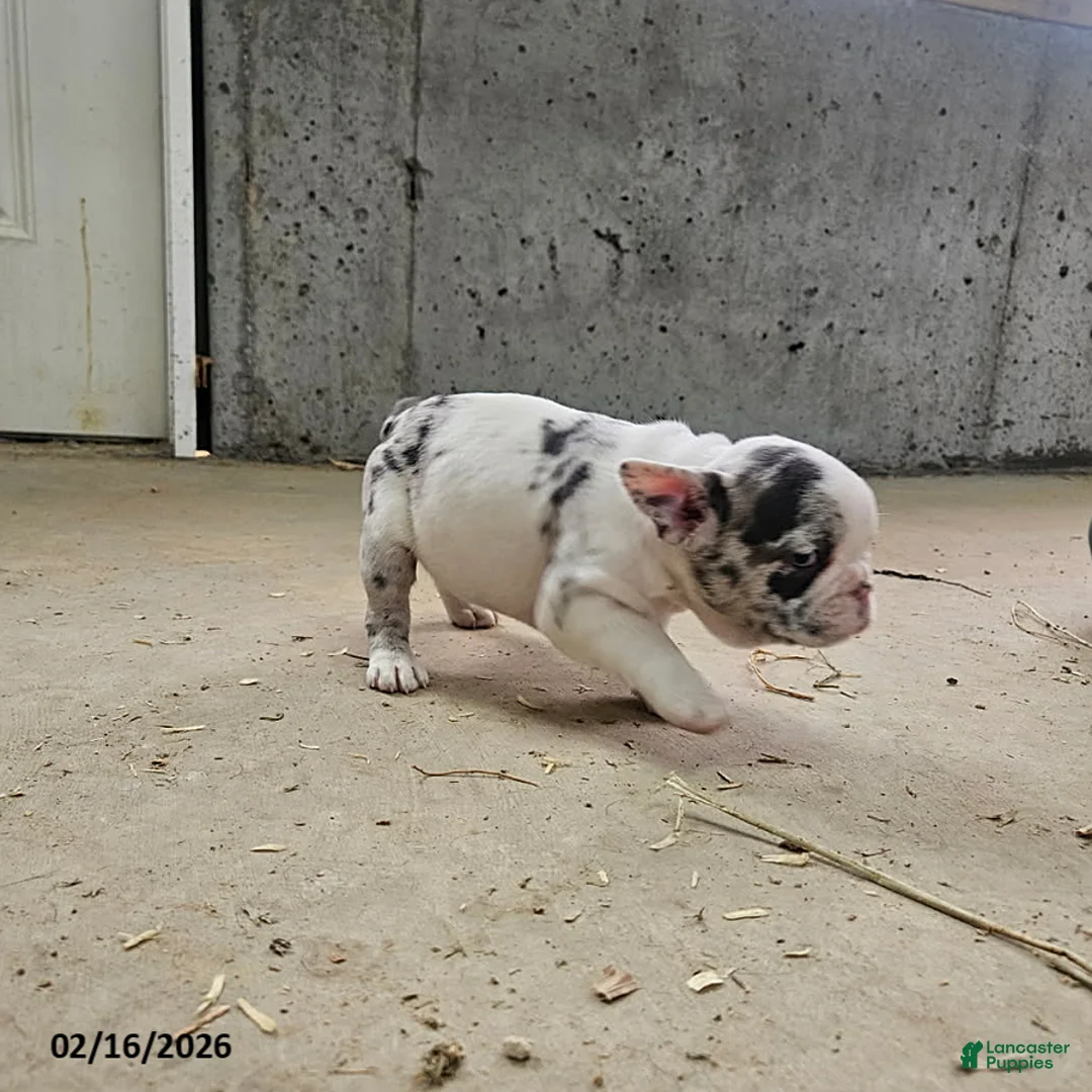 Frenchton dogs for sale: Bambi - Ad 1