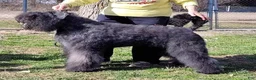 Bouvier Des Flandres dogs for sale: Ms Red - Ad 9