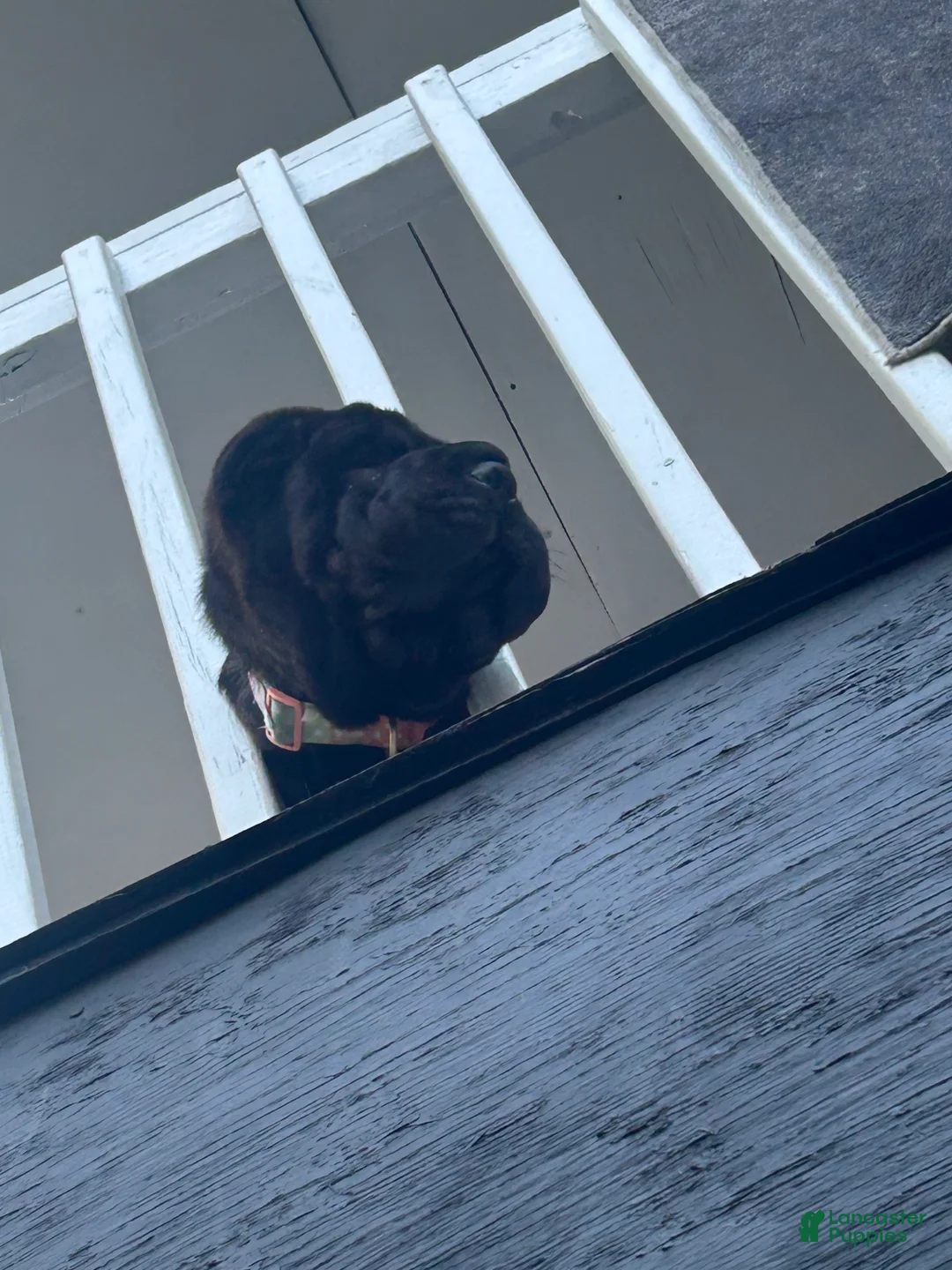 Shar Pei dogs for sale: Shar Pei 1 - Ad 2