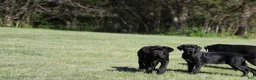 Neapolitan Mastiff dogs for sale: Neapolitan Mastiff Puppy 1 - Ad 12