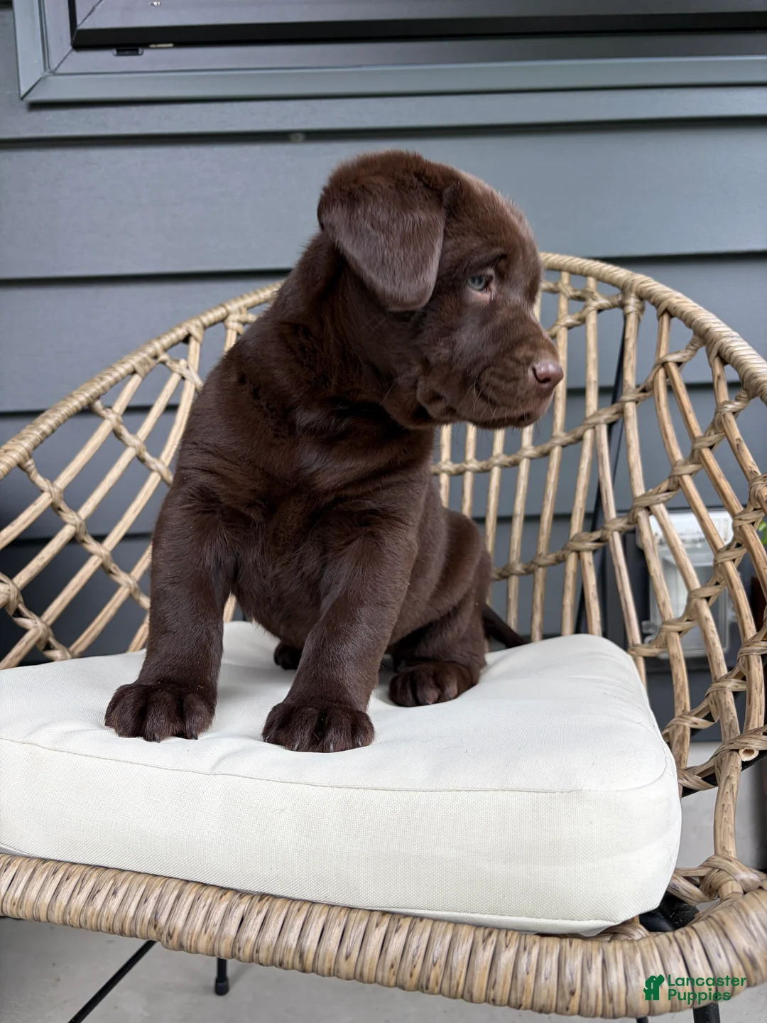 Labrador Retriever dogs for sale: Stella - Ad 2