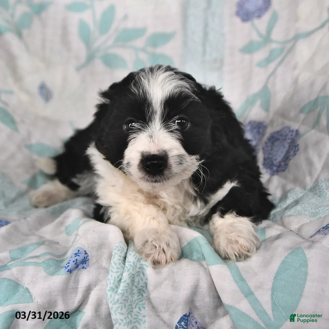 Mini Aussiedoodle dogs for sale: Marley - Ad 2
