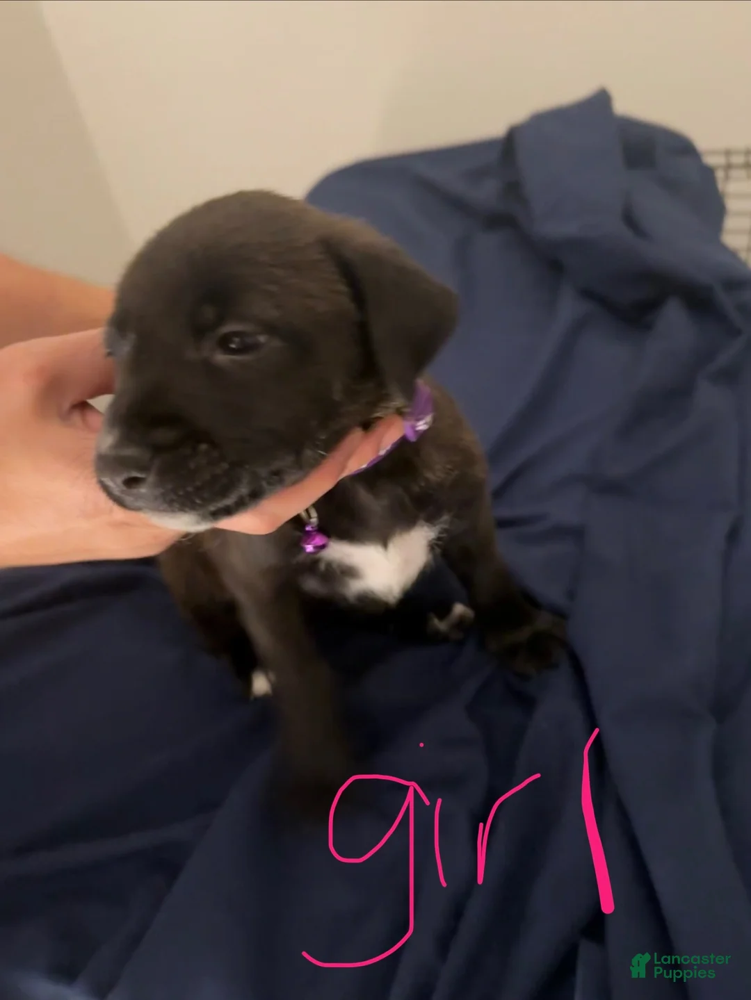 Mixed Breed dogs for sale: Purple - Ad 1