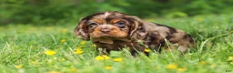 Cocker Spaniel dogs for sale: Blair - Ad 3