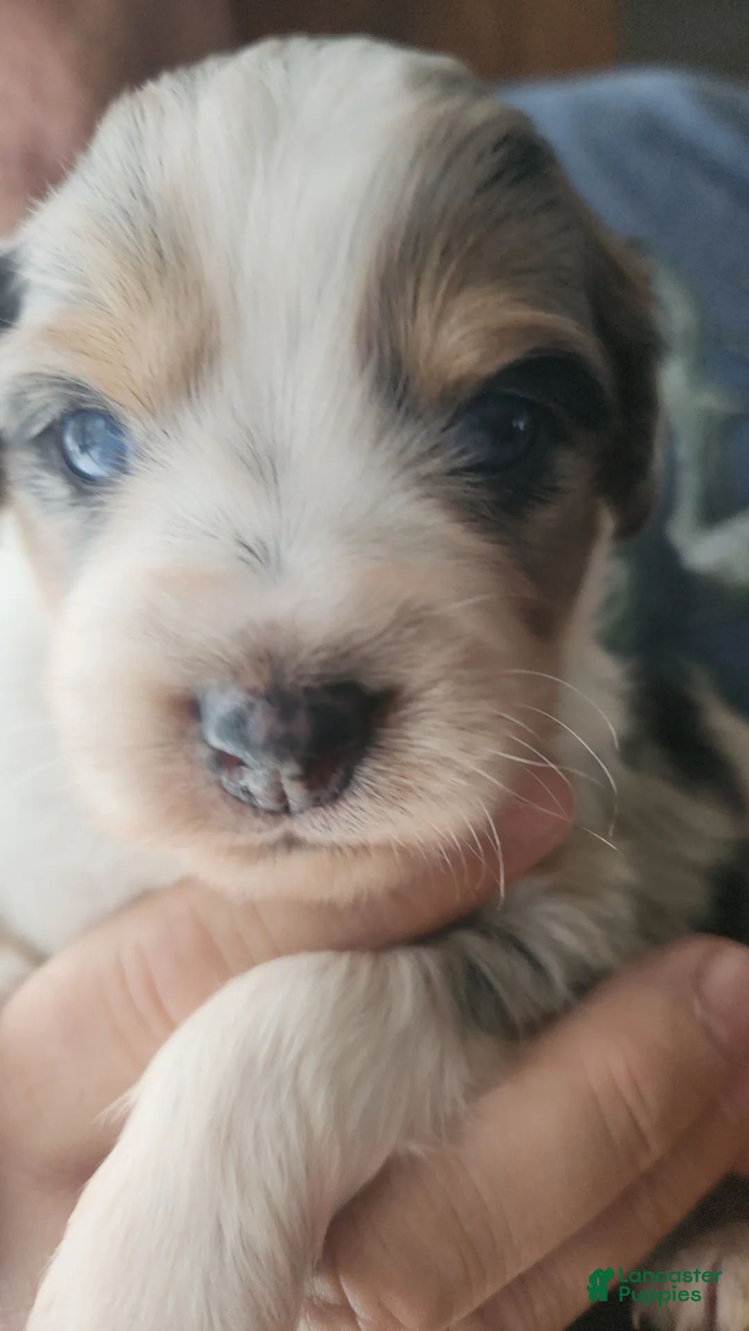 Miniature Australian Shepherd dogs for sale: Miniature Australian Shepherd Puppy 5 - Ad 2
