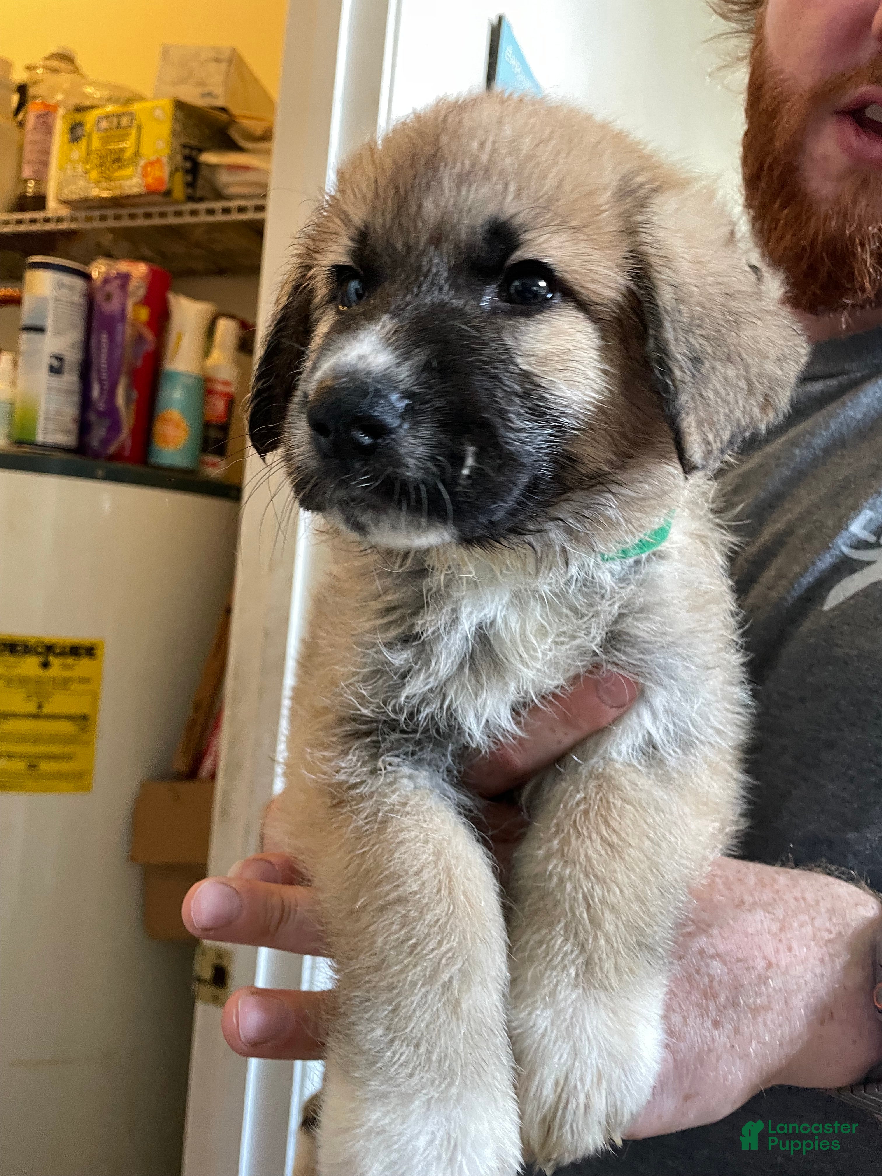 Mixed Breed dogs Mixed Breed Puppy 2 - Ad 23