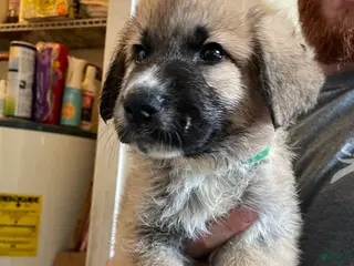 Mixed Breed dogs for sale: Mixed Breed Puppy 2 - Ad 1