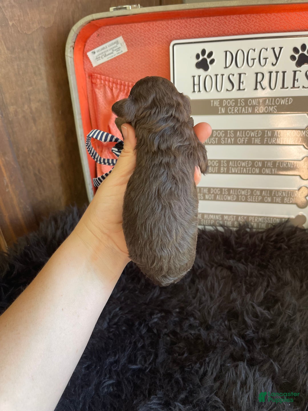 Miniature Poodle dogs for sale: Akc Clear Chocolate Phantom Boy 1 - Ad 12