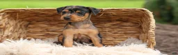 Miniature Pinscher dogs for sale: AMY - Ad 9