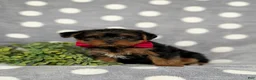 Yorkiepoo dogs for sale: Carlton 6 lbs Full Grown - Ad 4