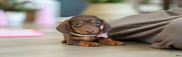 Miniature Dachshund dogs for sale: Chloe - Ad 8