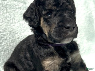 Standard Poodle dogs - Ad 3