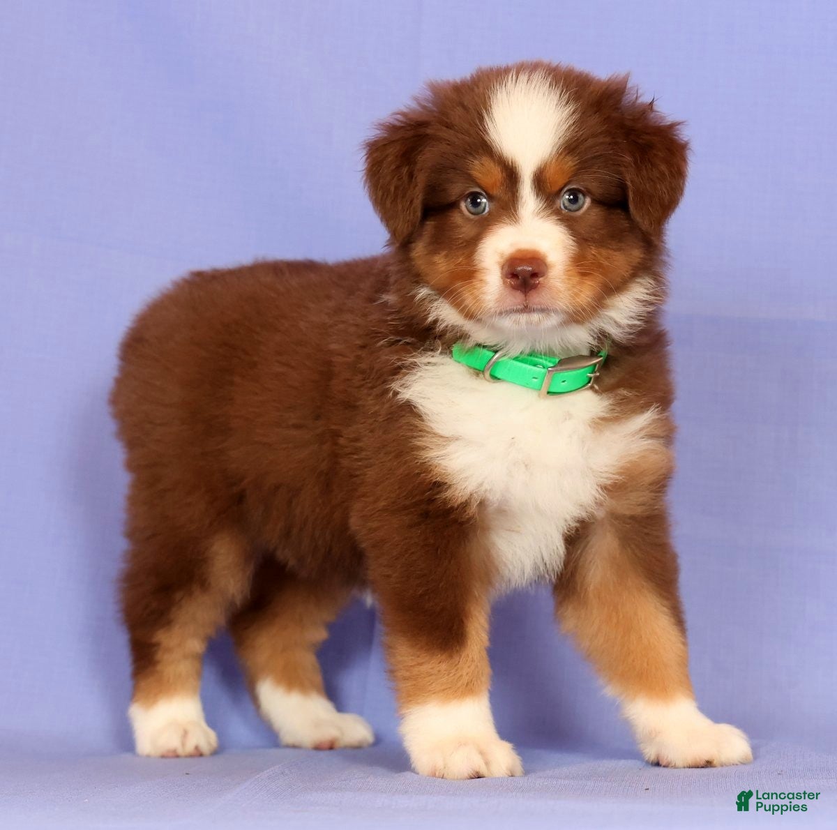 Miniature Australian Shepherd dogs for sale: Lilly - Ad 2