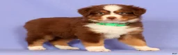 Miniature Australian Shepherd dogs for sale: Lilly - Ad 1