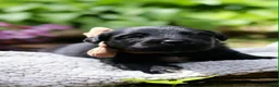 Newfoundland dogs for sale: Goomba - Ad 3