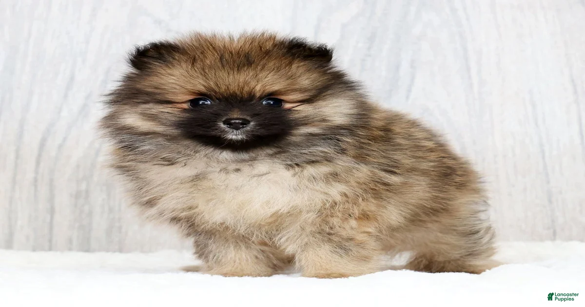 How to Tell If "Porter" Refers to a Breed, Mix, or Pet Name