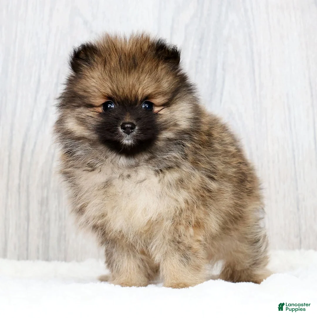 Pomeranian dogs for sale: Porter - Ad 1