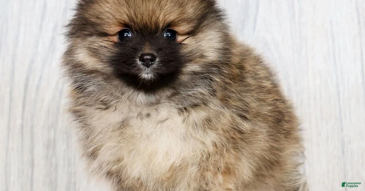 How to Tell If "Porter" Refers to a Breed, Mix, or Pet Name