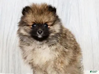 Pomeranian dogs for sale: Porter - Ad 1