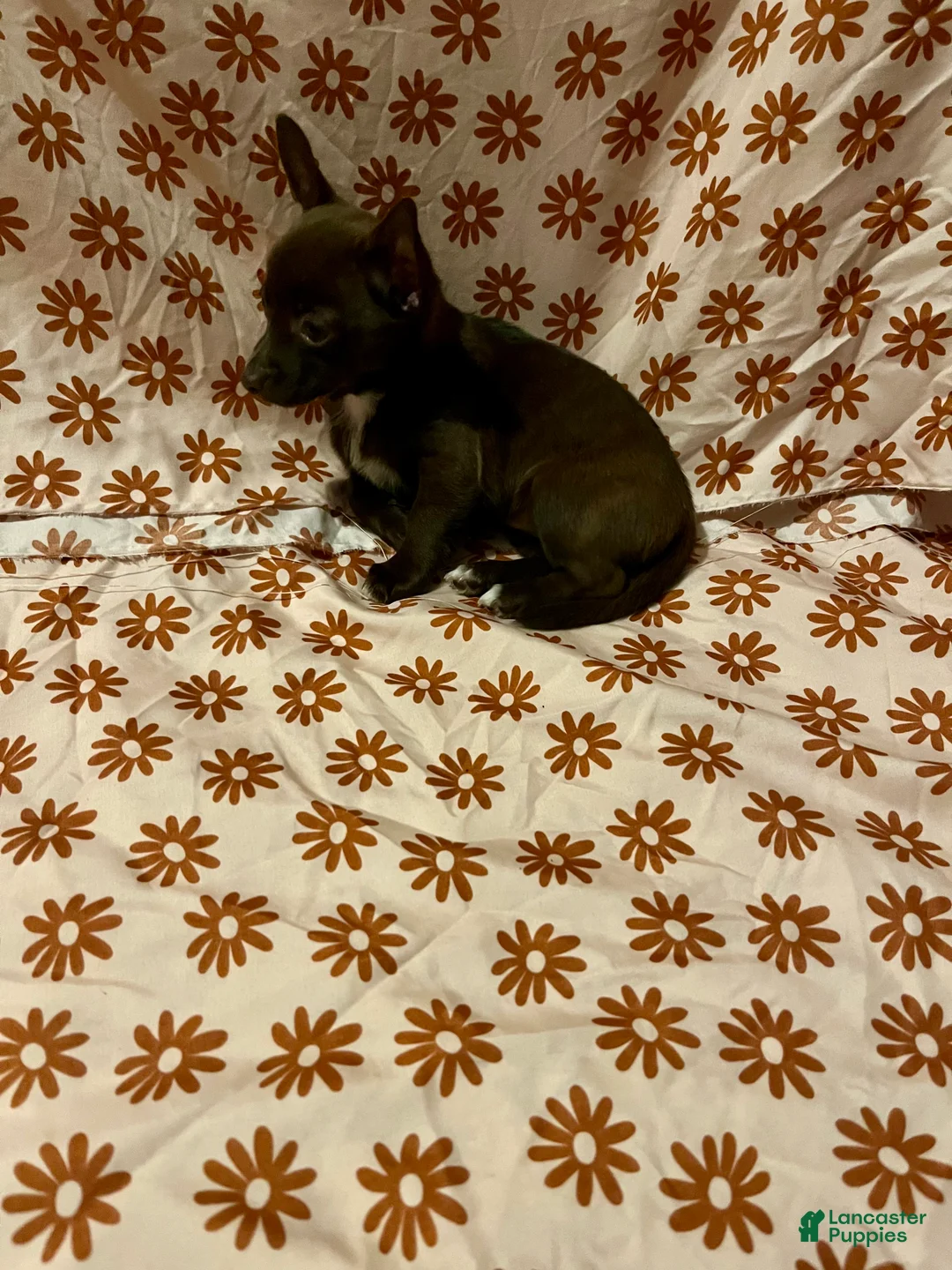 Chihuahua dogs for sale: Chocolate Female  - Ad 1