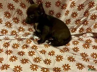 Chihuahua dogs Chocolate Female - Ad 39