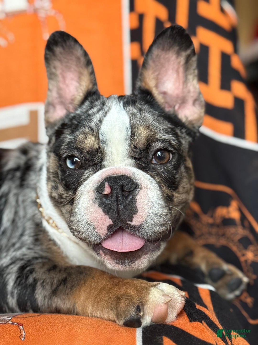 French Bulldog dogs for sale: Marcus - Ad 2